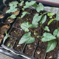 八升豆を植えつける