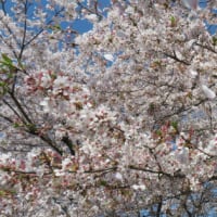 桜KURAKURA！（その2）ピンク大盛りで！