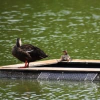 「水辺を散歩」