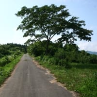 タチアオイと合歓の季節