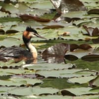 コウホネの咲く湖面で、巣作りに励む  “カンムリカイツムリ” ．．．
