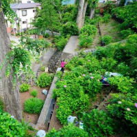 アジサイの咲く公園（板橋区立出井の泉公園 2025.6.7撮影）
