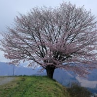 今年最後の桜　by 　空倶楽部（392）