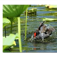 オオバン　暖かな水、冷たい水音