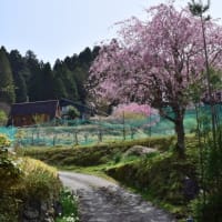 京都花背の里桜