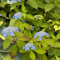 庭の花々