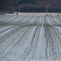 やっと雪景色に