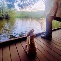 新しい家族迎えました🌼15