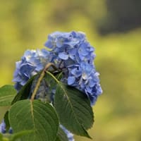 21世紀の森の紫陽花①