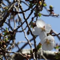冬桜開花