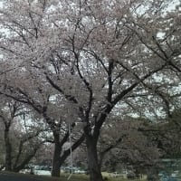 生きて桜が観れたＮＯ2