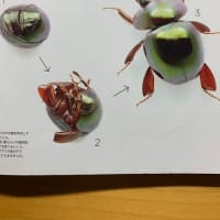 「ミラクル昆虫ワールドコスタリカ」西田賢司著　”自然は芸術”