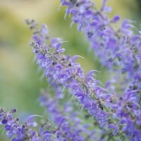５月に撮ったお花たち ⅱ