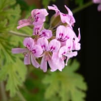 春～初夏の花：ローズゼラニウム