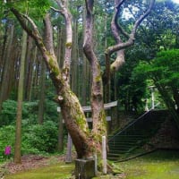 熊野神社のクスノキ