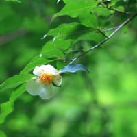 富士北麓の草原を散策　令和7年6月22日