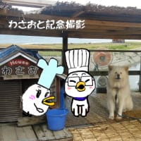 「わさお」に会いに行って来た