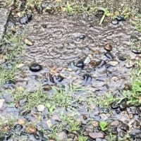 昨日はまとまった雨