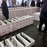 3月24日の小田原魚市場は、春のブリ祭りに沸きました！