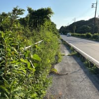 歩道の雑草