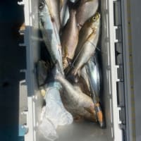 １号船午前便タテ釣り、2号船午前便イサキ釣りです。