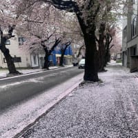 桜吹雪ってすてきね