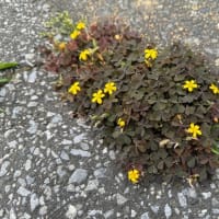 オサンポ walk - 植物plant : スキマ草 Sukima-soh--カタバミ an Oxalis at the side of the road