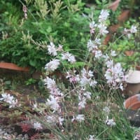 　「白蝶草」なのに赤色開花。３年目。