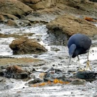 07/20探鳥記録写真：狩尾岬の鳥たち（クロサギの採餌模様＆飛翔、トビの飛翔、）