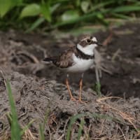 空き地で見かけたので寄って見たら・・・・コチドリ