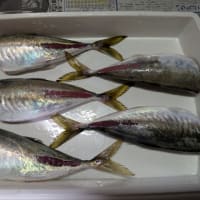 釣り場は、ゴミだらけ!?
