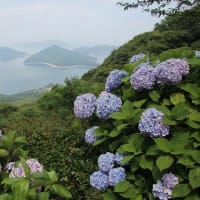 紫雲出山のアジサイ
