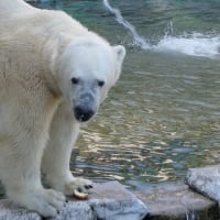 ぬーっと浮上するフブキ