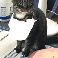 紙エプロンをつけた猫