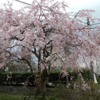 鳥取桜めぐり2025