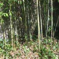 竹の伐採、清掃