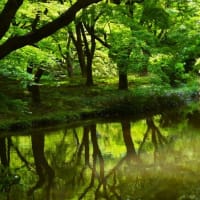 アオサギと京都府立植物園　～賀茂の流れに