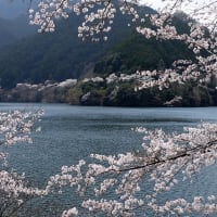 5月6月の営業予定と、ソワソワの春