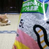 モラタメの「モラ」【猫用】ペット用品モニター（7月）ニオイをとる砂香りプラス＜ライオン＞