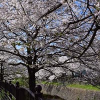 四季折々1081　　兵衛川の桜並木