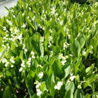 連休報告、営業時間、庭の花のこと