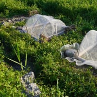 自然農稲作教室　2025年　5月　苗床の手入れ　大麦収穫