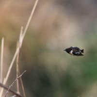 渡りの途中で・・・ノビタキ　飛翔編