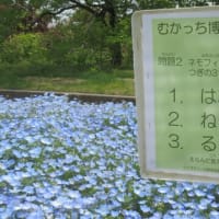 ムクドリとネモフィラ