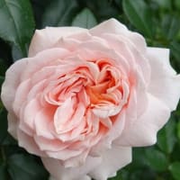ガーデン  オブ  ローゼズ　〈Garden of Roses　バラ〉　