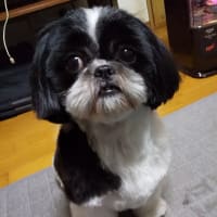 チョコ姉ちゃんと一緒に