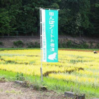 田んぼアート㏌樫津