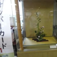 市役所挿花　５月２２日
