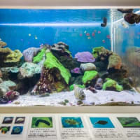 淡島水族館2Fの生き物　FILE:3 イソギンチャク・サンゴの水槽