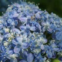 晩春～初夏の花：アジサイ’三河千鳥’